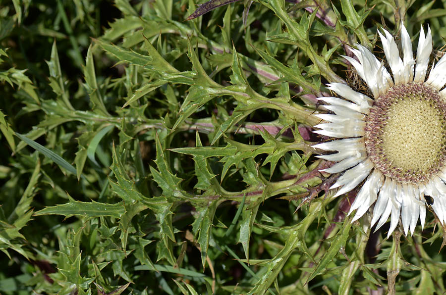 Carlina acaulis s.l. / Carlina bianca